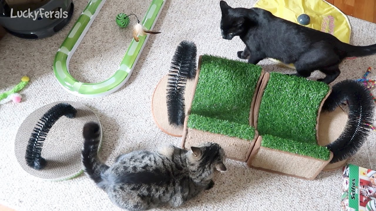 Boo Day 134 - Nice Boys Don't Jump On Other Cats - Training And Socializing A Feral Cat