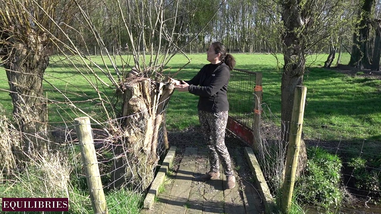 Stress-Release Wandeltherapie