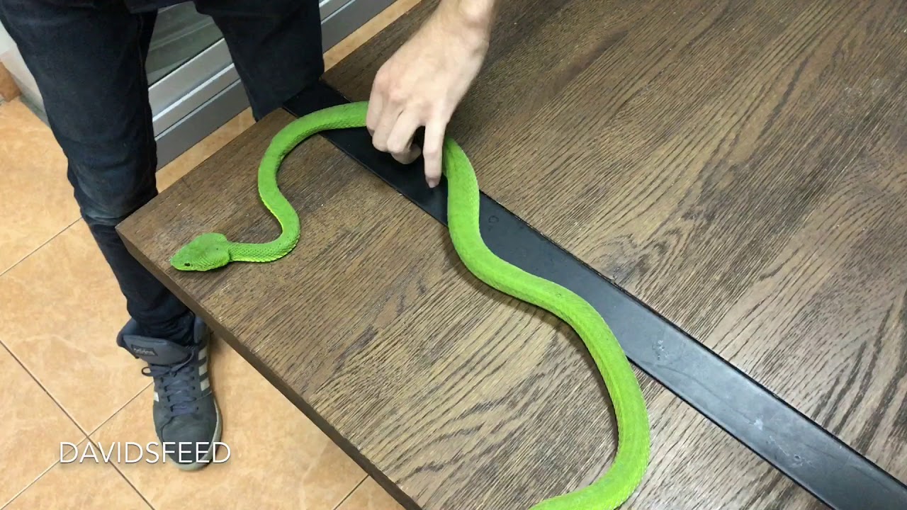 Huge female Pope’s Pit Viper (Trimeresurus popeiorum)