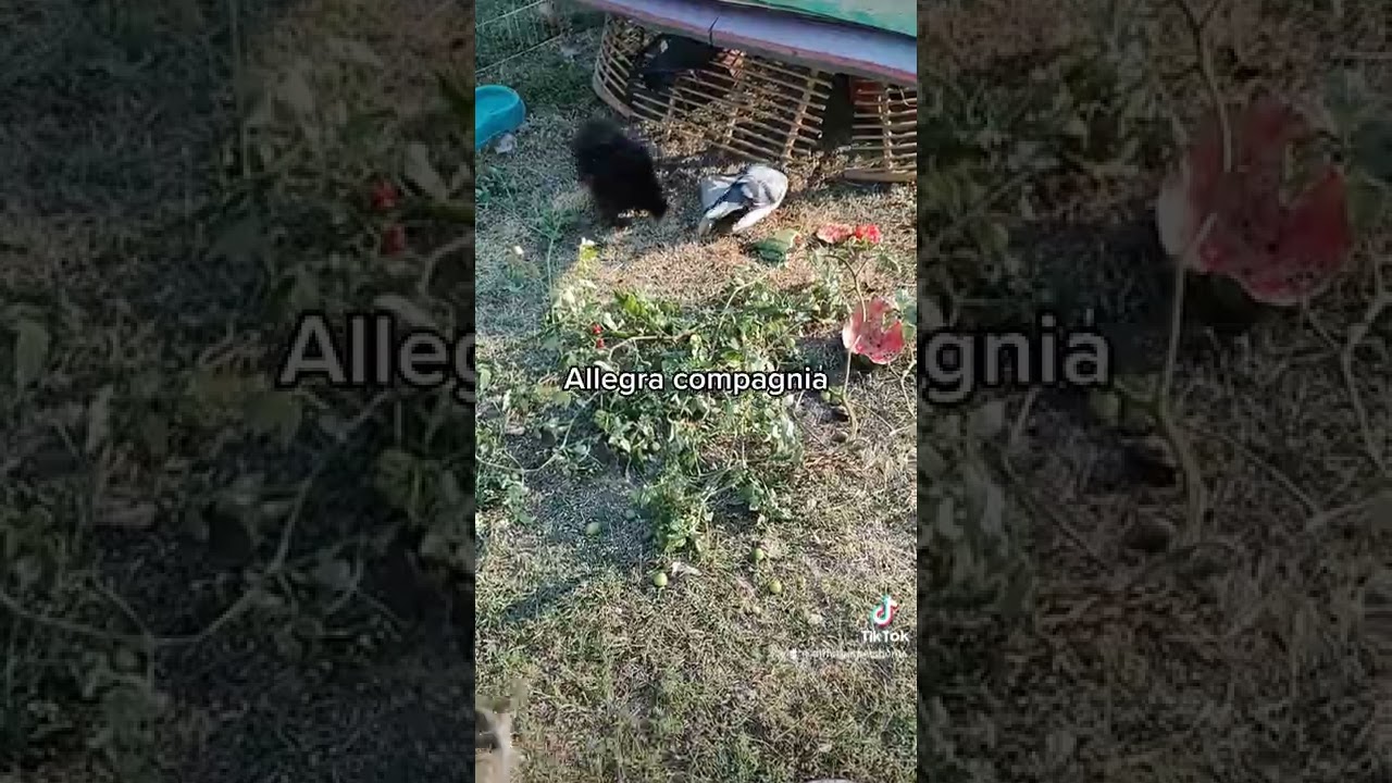 Animali da cortile. L'Allegra compagnia.