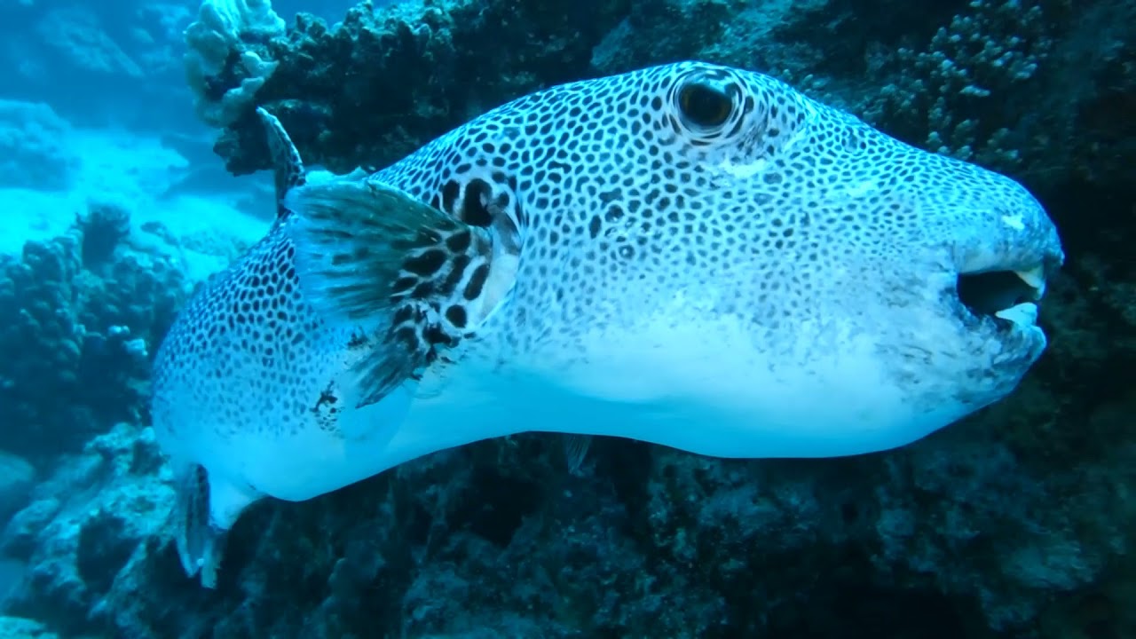 Tauchen in Coraya Bay-Marsa Alam, Ägypten, rotes Meer