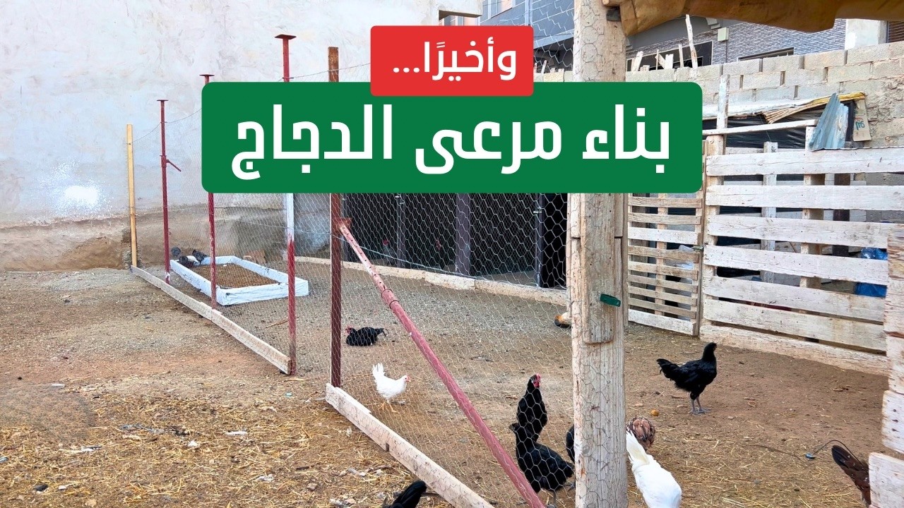 بناء مسرح (مرعى) الدجاج خطوة بخطوة | طريقة تركيب الشبك المعدني وشده بإحكام