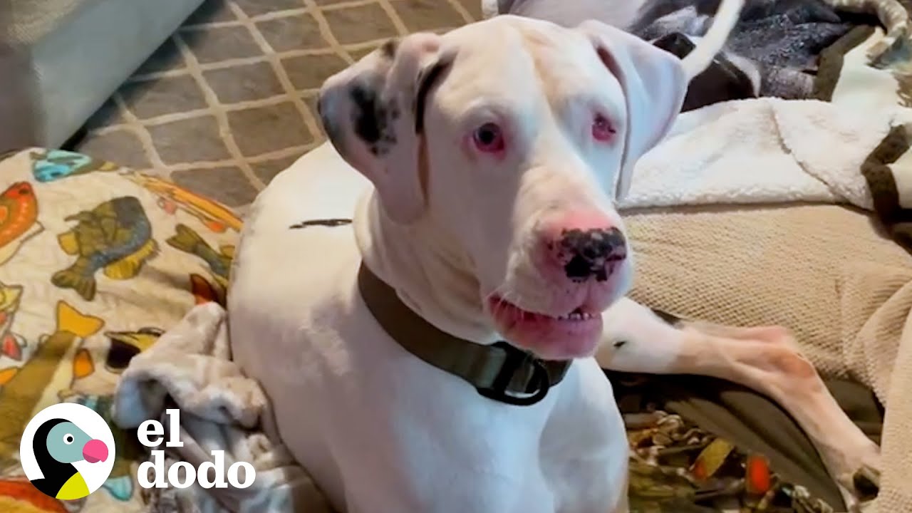 Perro capturado por una cámara oculta haciendo lo más dulce para su hermano de paso | El Dodo