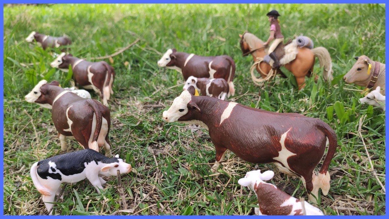 VAMOS  VACINAR OS BEZERROS 