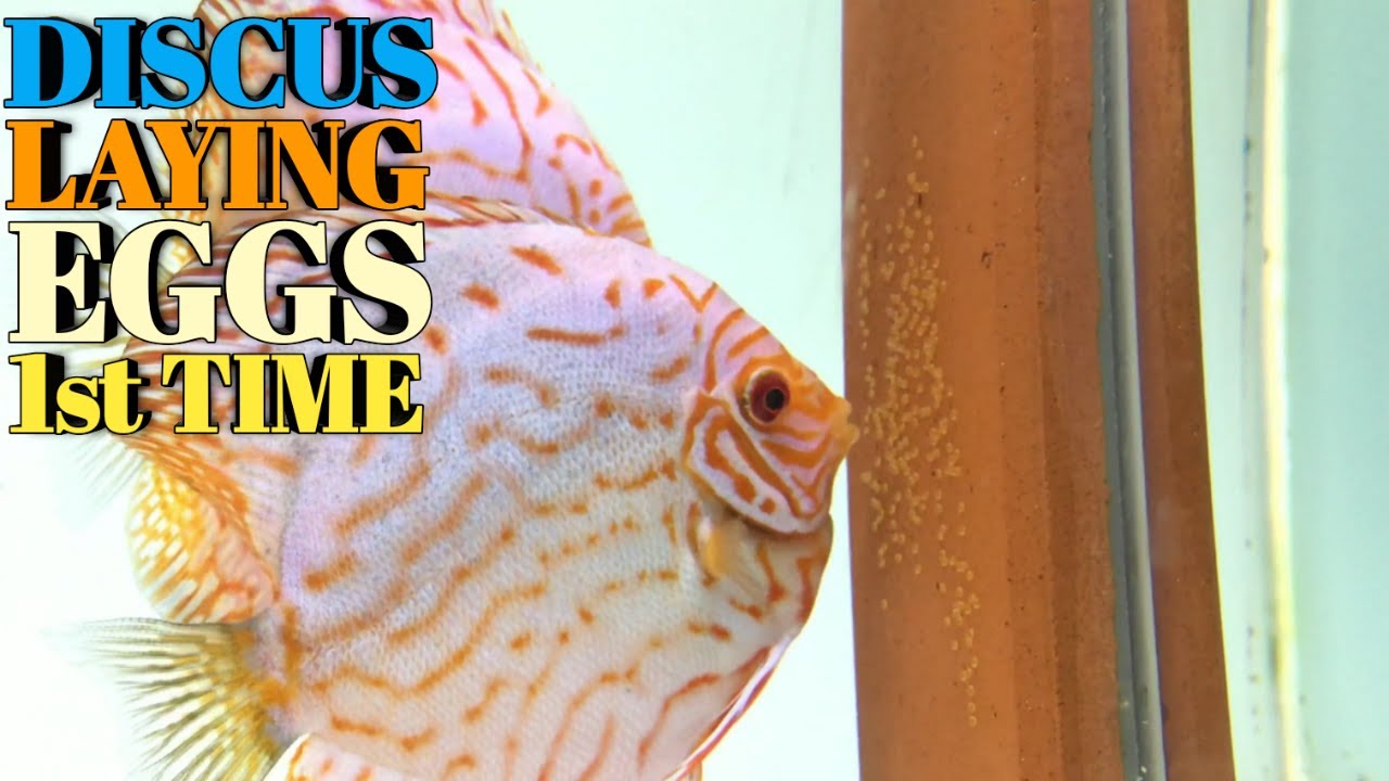 Discus Laying Eggs 1st Time | Discus Spawning | Discus fish Breeding | Discusfish | Discus Pairing