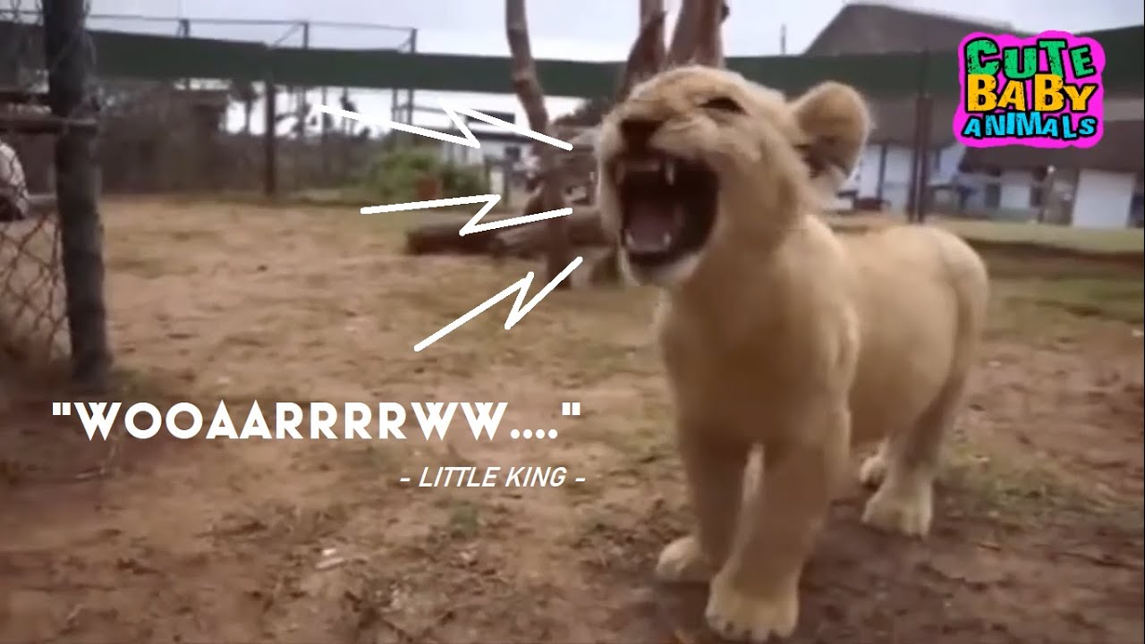Cute Moments of Lion Cubs Roar, Meow, Calling and Playing - Adorable Baby Lion