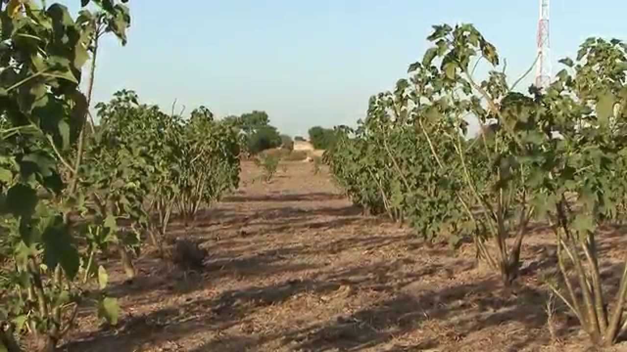 L'Afrique de l'Ouest face au défi climatique
