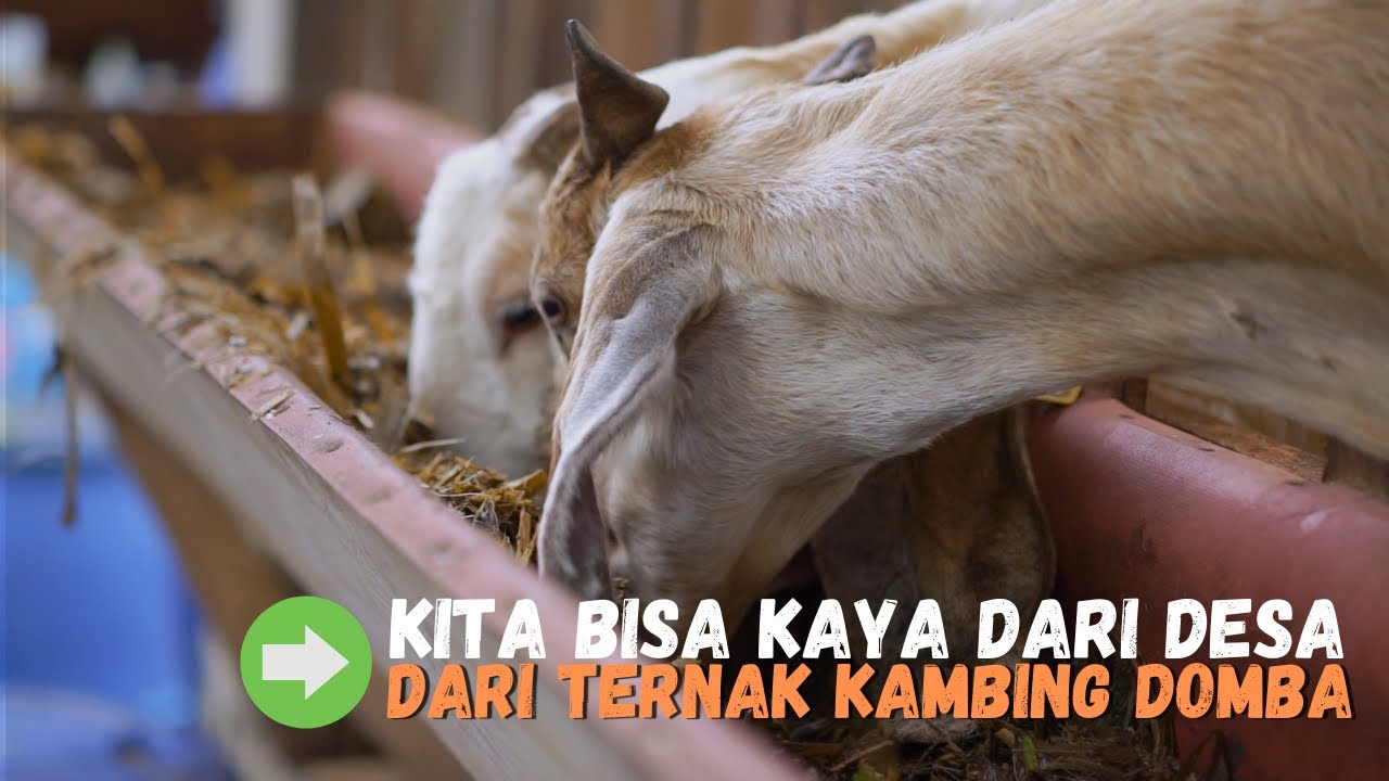 Sebenarnya Kita Bisa Kaya Dari Desa Dengan Ternak Kambing Domba, Tanpa Harus Pergi Ke Kota