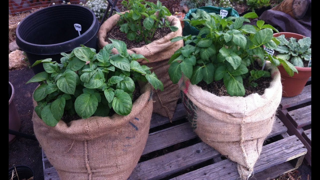 Plant Potatoes in Bags of Burlap Above Ground from Home Grown Fun