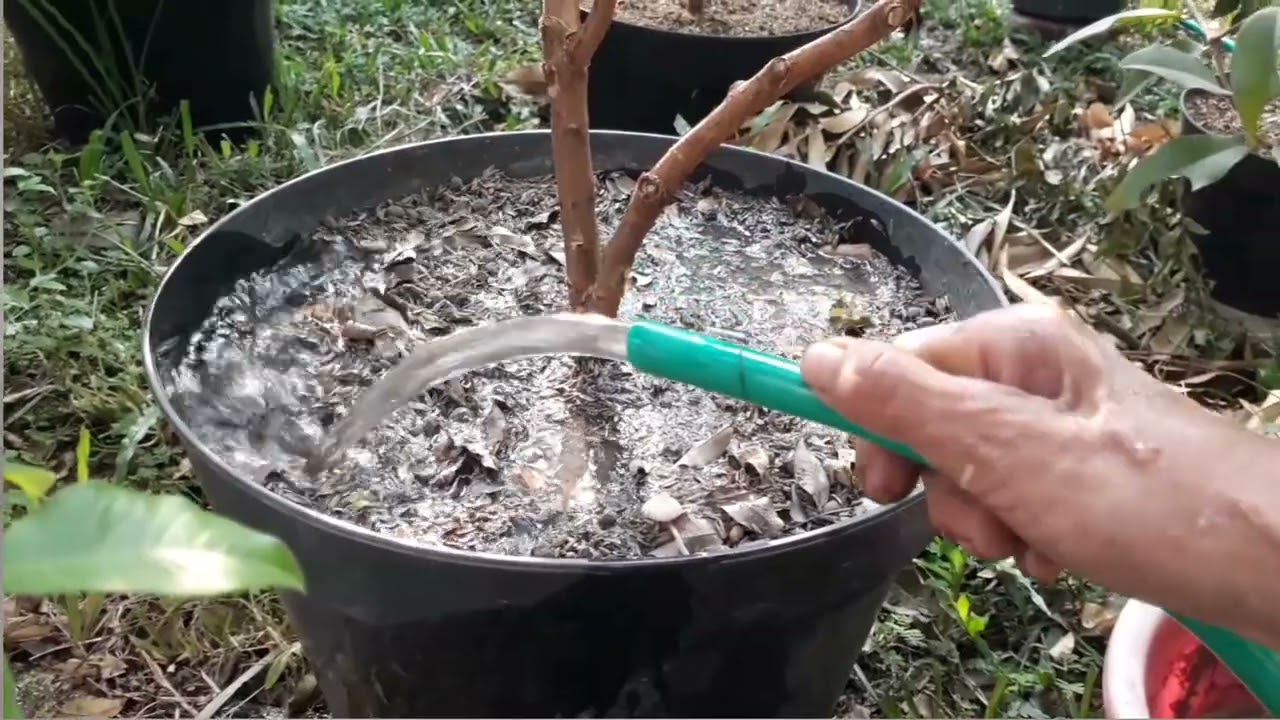 Seperti Ini Perawatan Anggur Brazil Di Musim Kemarau.@aliftoni09