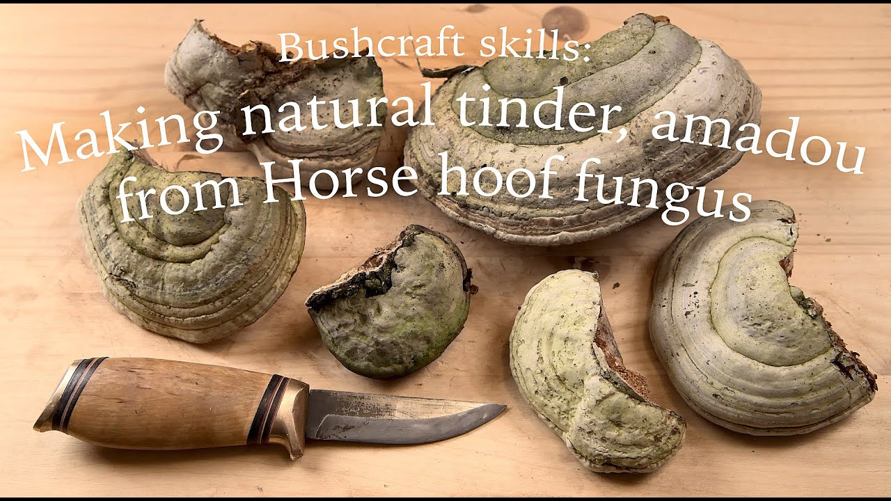 Best way how to make natural tinder Amadou, Horse hoof fungus, making fire with flint & steel, taula