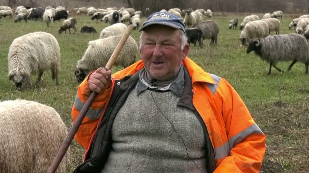 - 58 GODINA OVČARI ISTIM ŽAROM, OSTOJA MARKOVIĆ PONOS KNEŽEVA