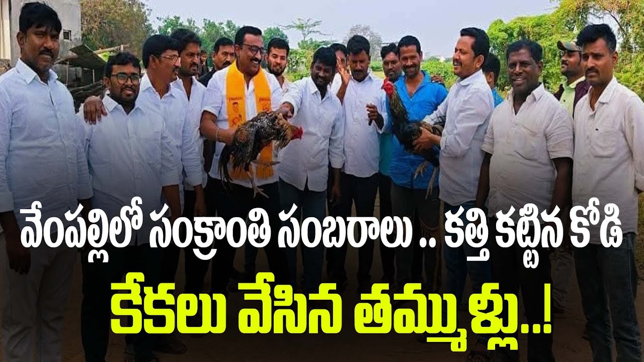 వేంపల్లి లో " సంక్రాంతి సంభరాలు " కత్తికట్టిన కోడి..కేకలు వేసిన తమ్ముళ్లు 