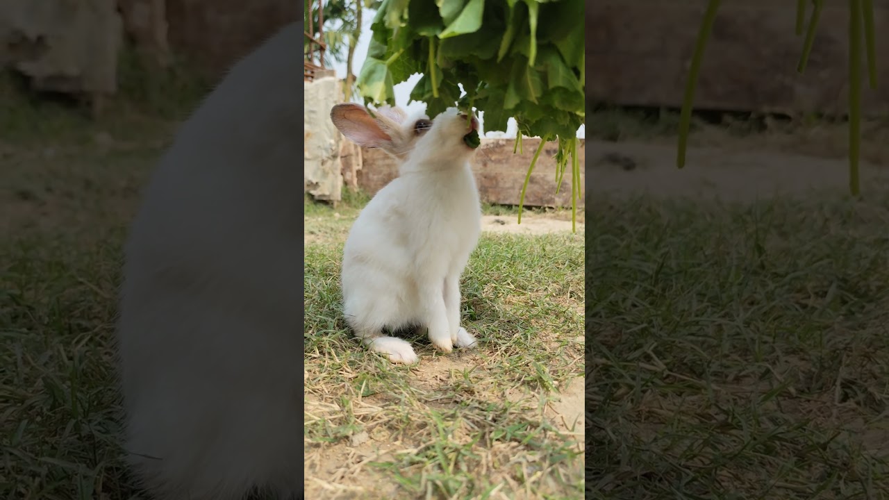 Rabbit Vibe || Bunny || Rabbit feeding 