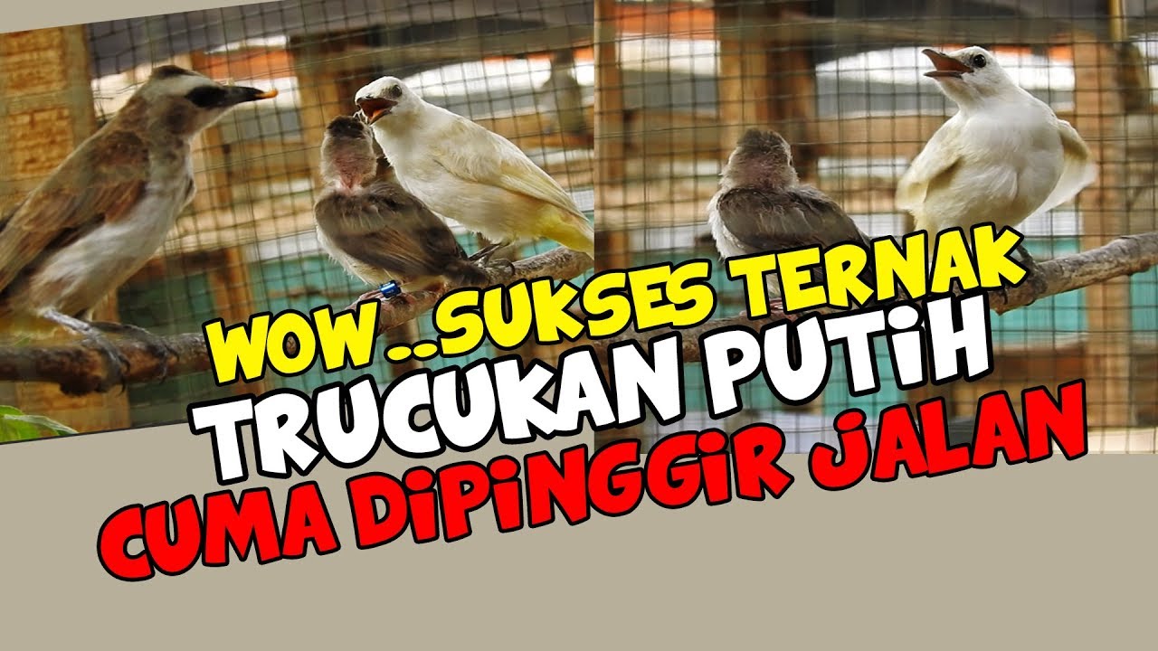 WOW...SUKSES TERNAK TRUCUKAN PUTIH CUMA DI PINGGIR JALAN