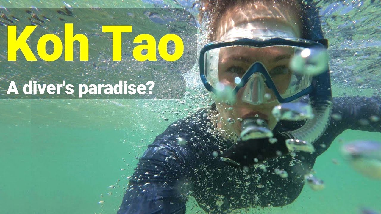 Diving in Koh Tao 🐢 🤿 The Unfiltered Truth About Thailand’s “Underwater Paradise”