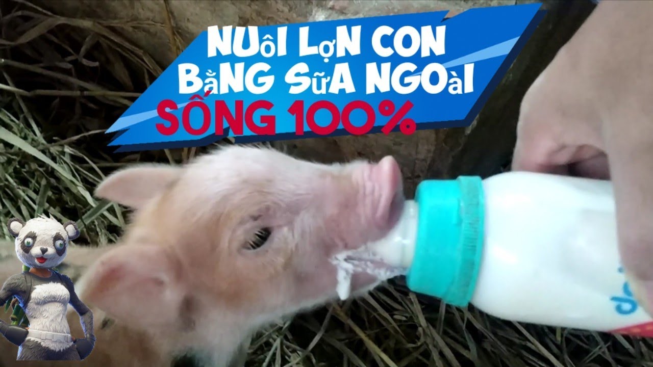 Hướng dẫn nuôi lợn con bằng sữa ngoài cực đơn giản