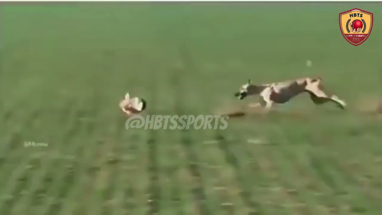 Greyhounds Vs Rabbit | Podenco Dogs Vs Rabbit | Greyhounds Coursing 2023 