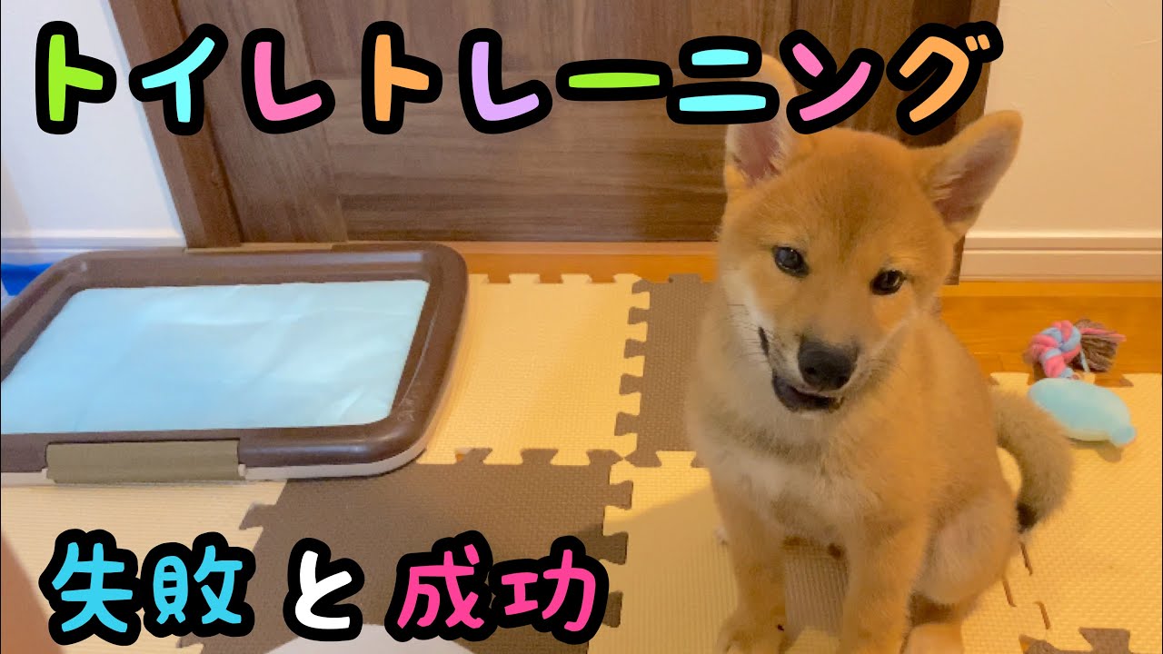 【柴犬】子犬のトイレトレーニング失敗からの成功【生後３ヶ月〜４ヶ月】