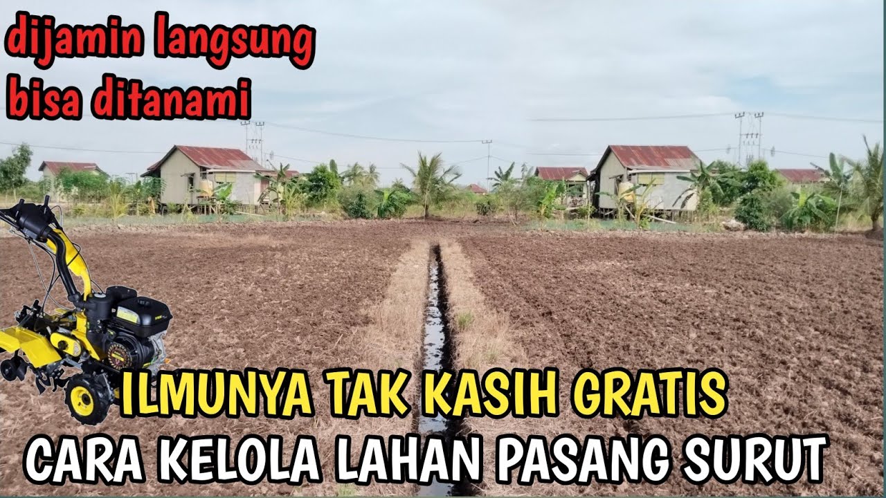 ILMUNYA TAK KASIH GRATIS  KELOLA LAHAN PASANG SURUT, SUPAYA TANAH TIDAK RUSAK LANGSUNG BISA DITANAMI