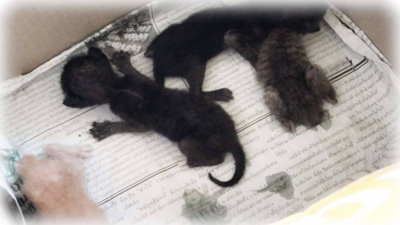 ガリガリに痩せて今にも危ない赤ちゃん子猫を保護しました