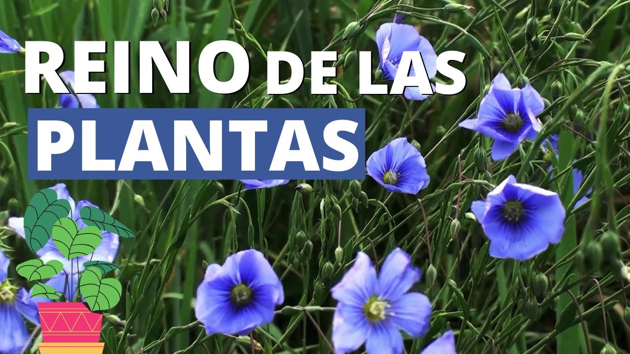 El REINO DE LAS PLANTAS explicado (vegetal):  clasificación, reproducción, características🌱