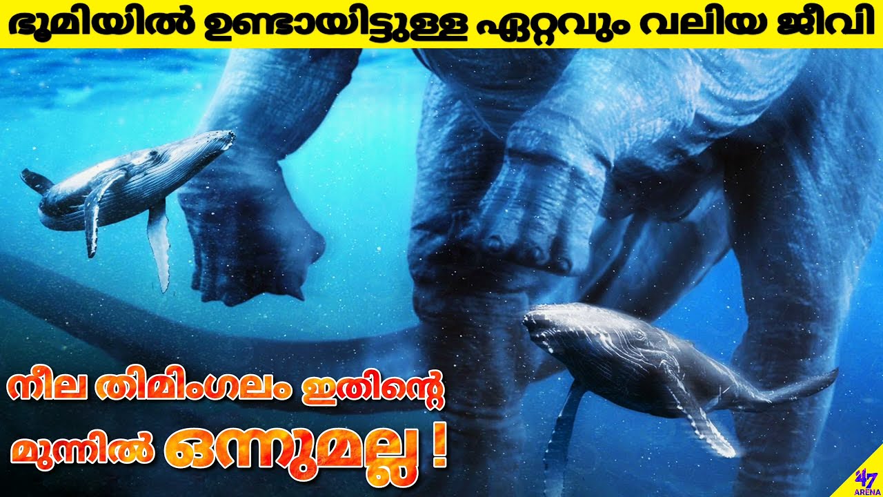 Blue Whale Is Not The Largest Organism On Earth | Facts Malayalam | 47 ARENA