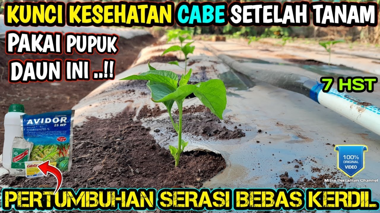 🔴 perawatan cabe setelah tanam PUPUK DAUN FASE VEGETATIF #infopertaniancabe