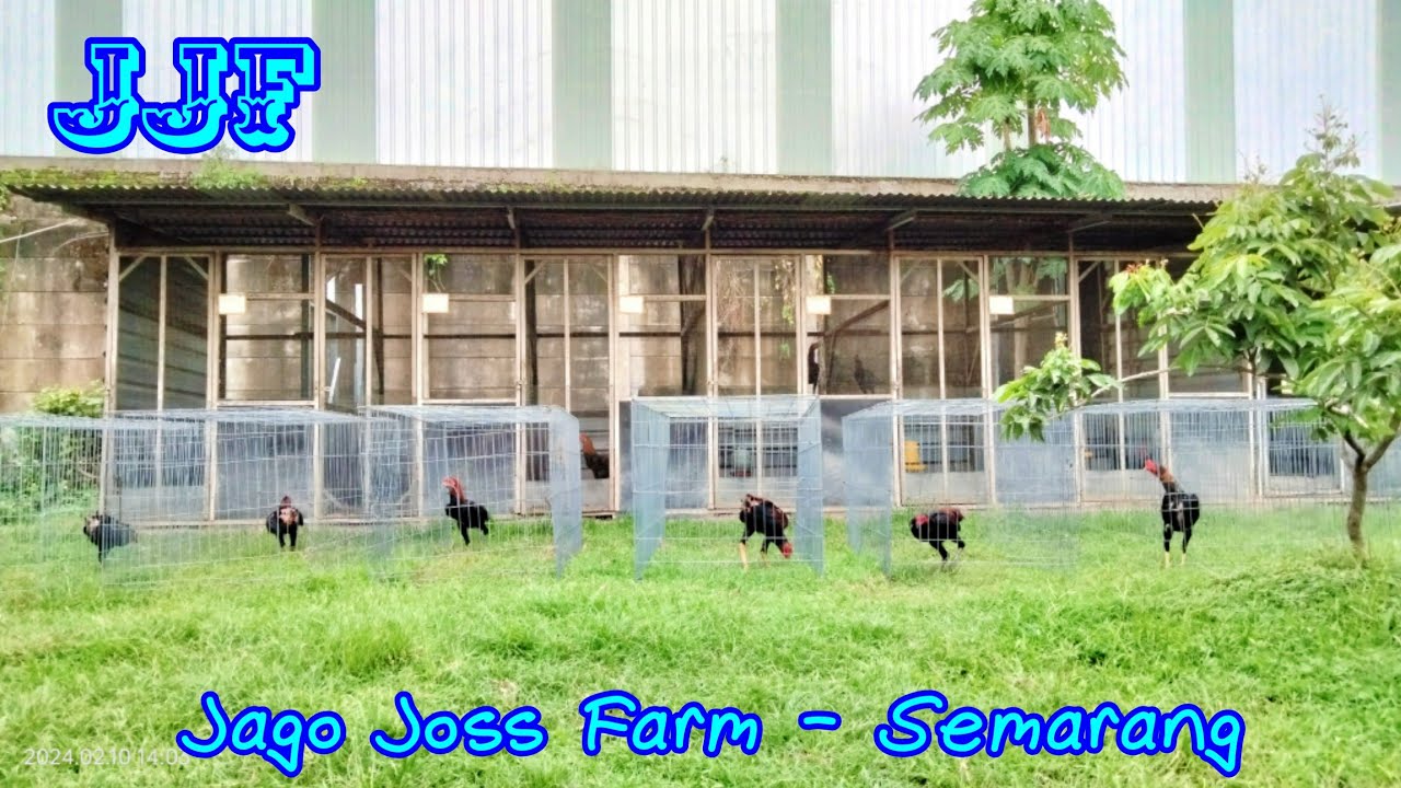 Update L4ncuran Di Jago Joss Farm Semarang