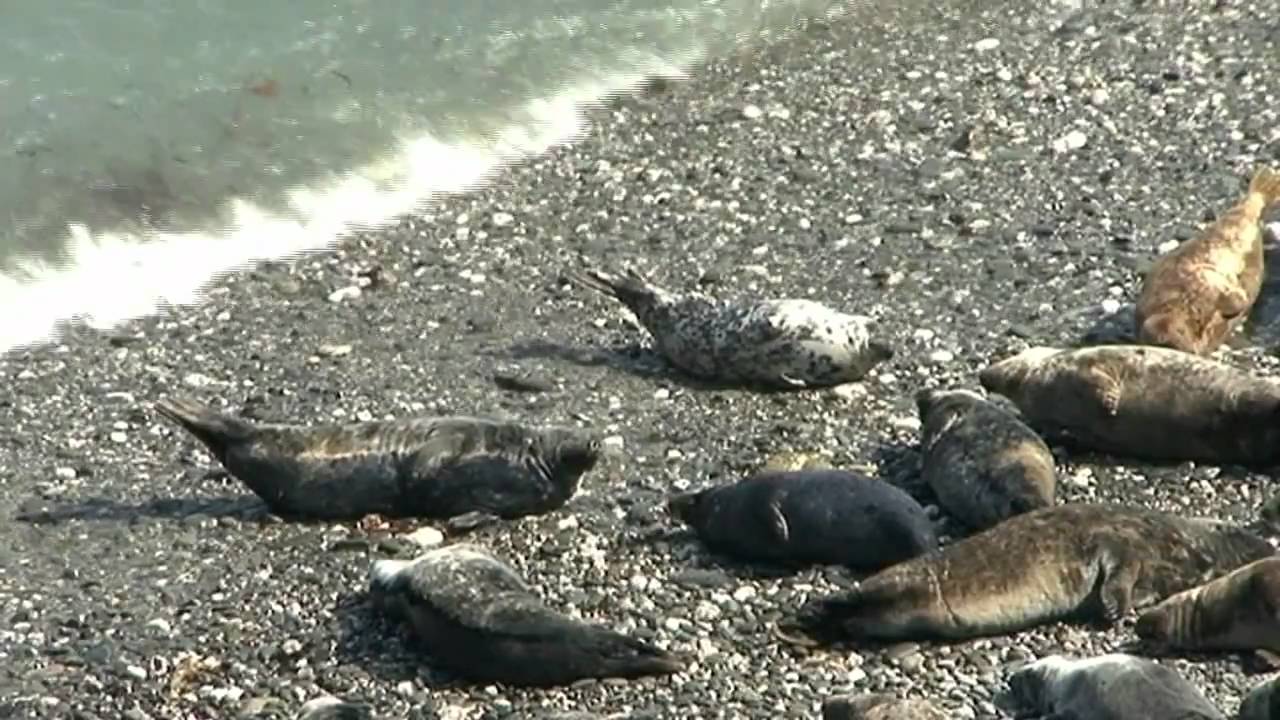 'Cornwall - The Wild Peninsula' Wildlife DVD