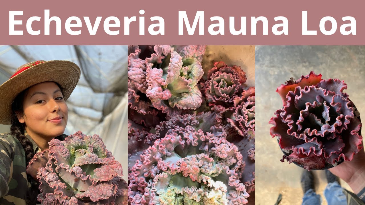 PLANTAS MADRE EN UN VIVERO/PRODUCCIÓN DE ECHEVERIAS