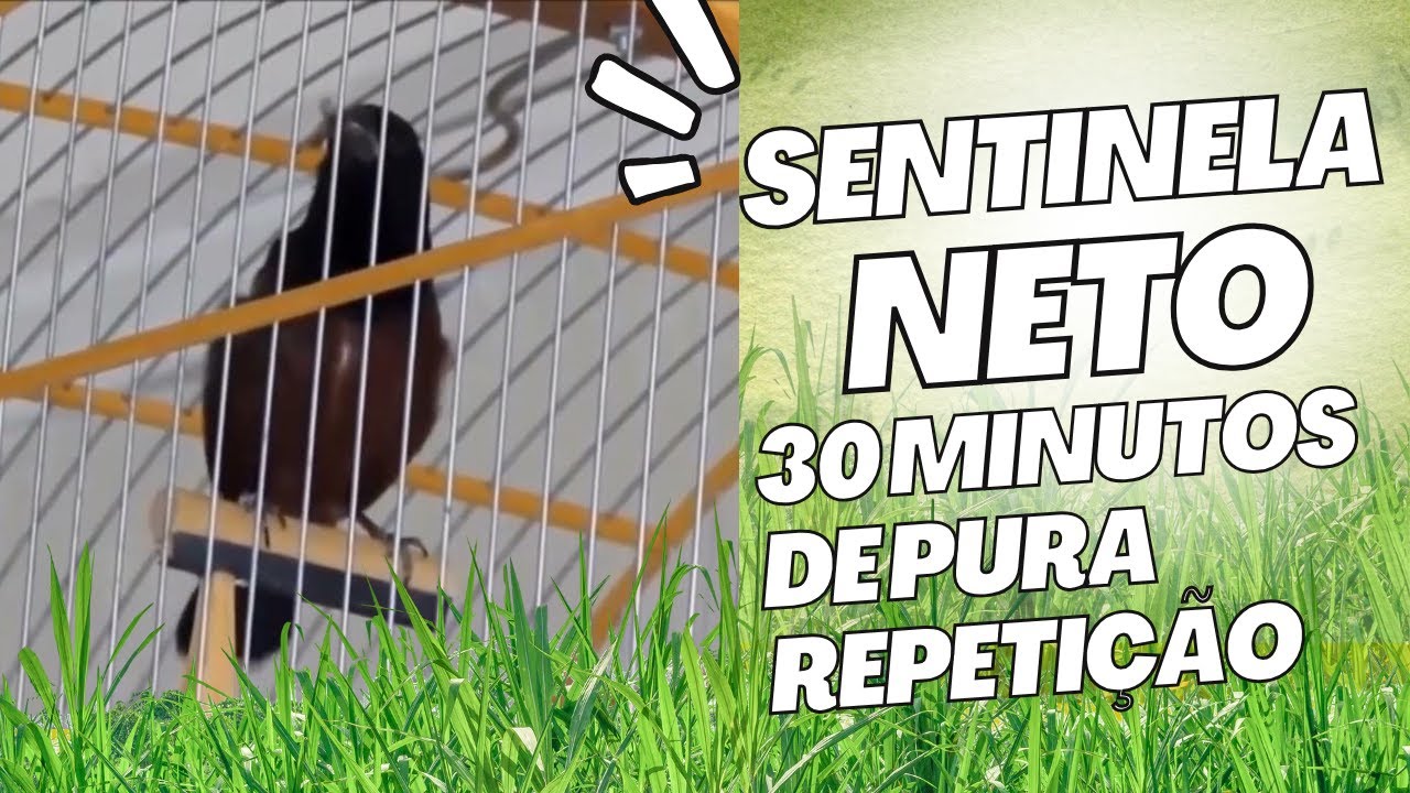 O Canto Firme do Sentine Neto – Curió Que Impõe Respeito #passaros #curio #aves #passarinho