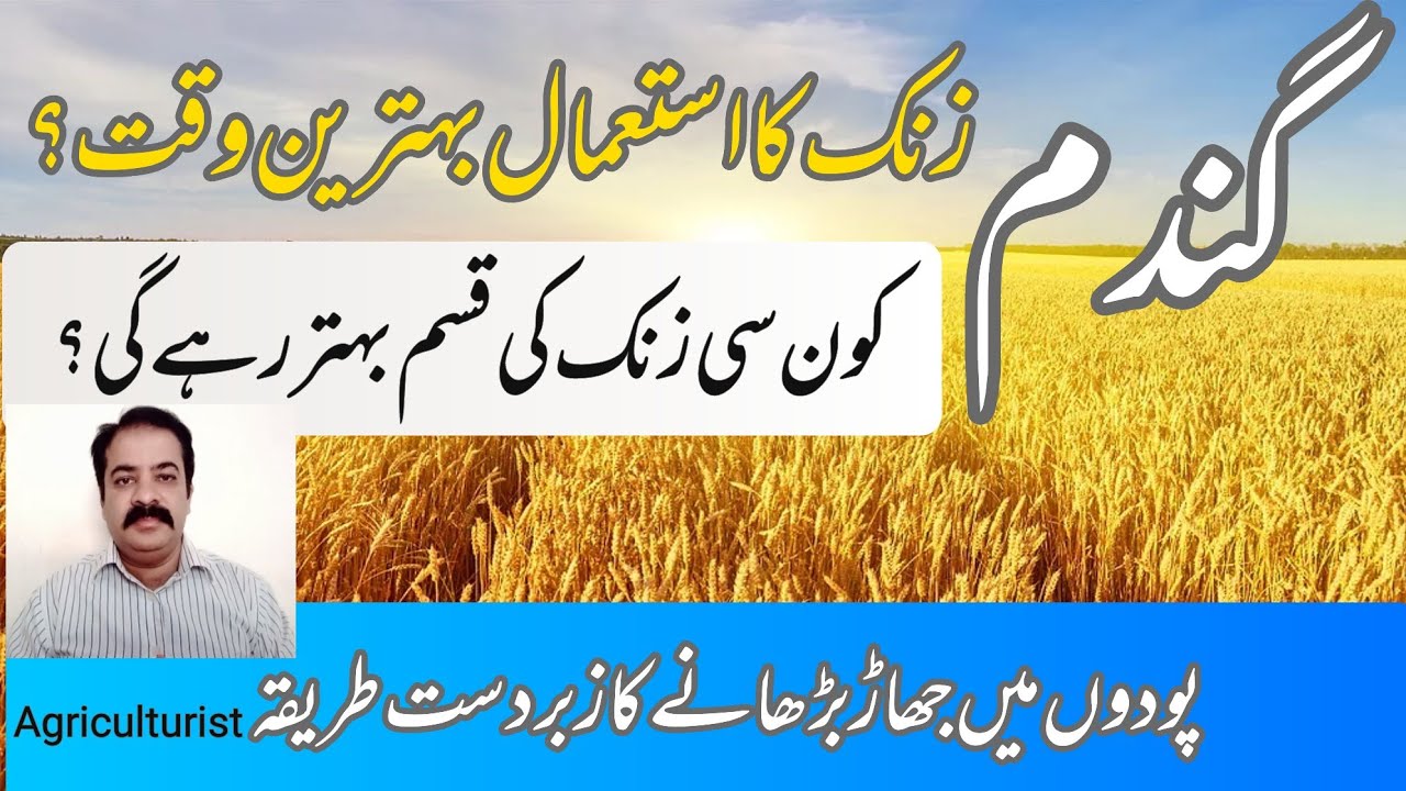 When and how to use zinc in wheat crop | Zinc fertilizer | zinc sulphate | fertilizer