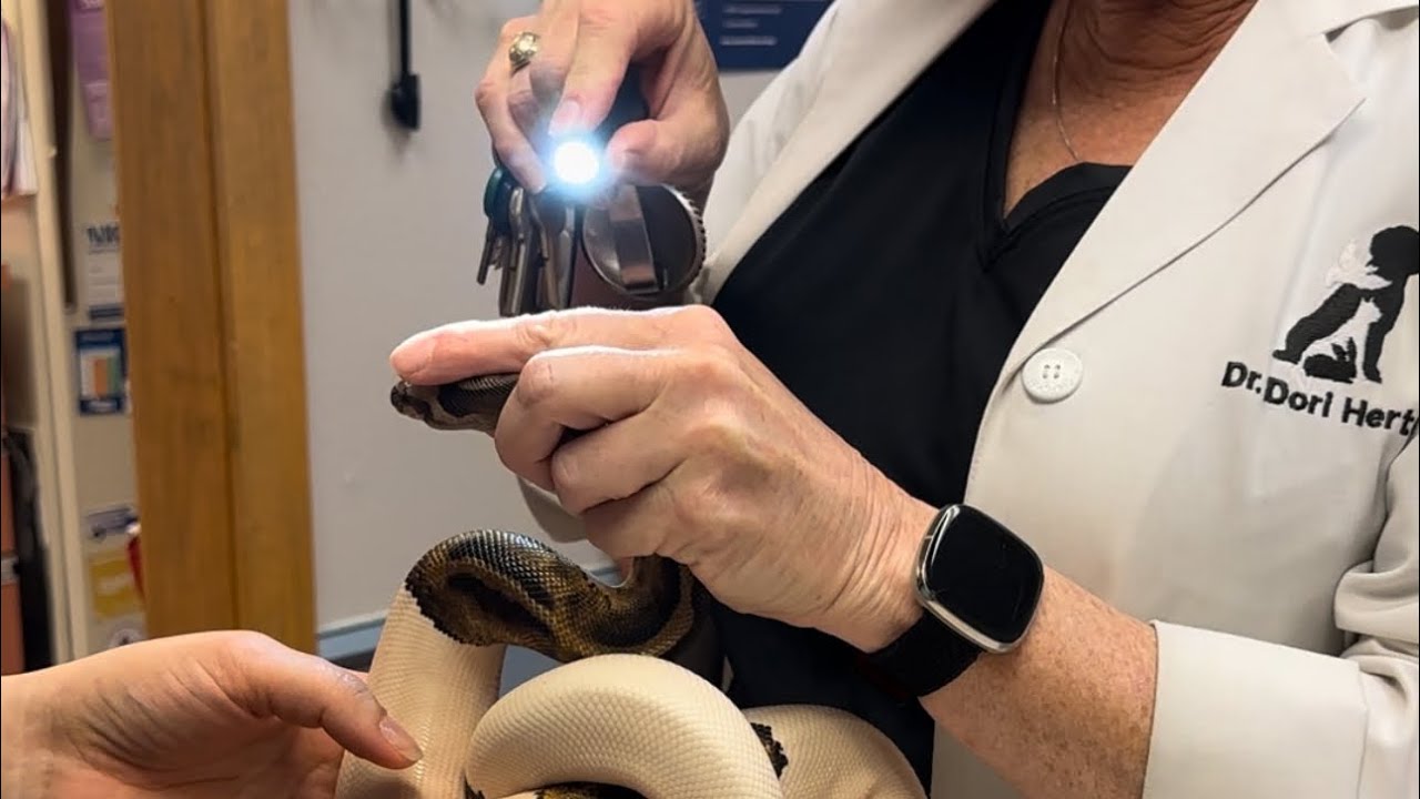 3 year ball python routine vet visit