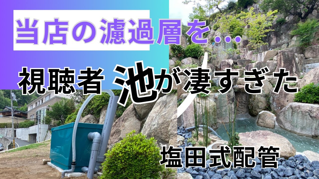 めんどくさくない？ 錦鯉濾過層で簡単清掃#錦鯉販売 #koifish #koi #塩田養鯉場