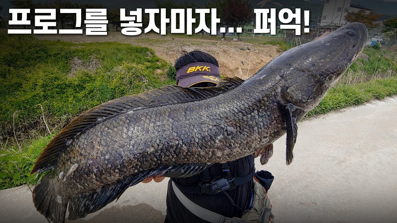 폭탄처럼 터지는 입질! 테스트 중 등장한 돼지 가물치!!