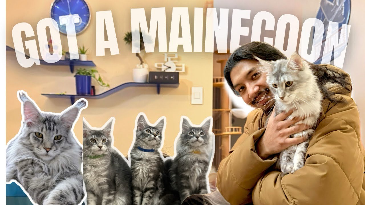 Bringing Home Our Dream Maine Coon Kitten🦁🐾
