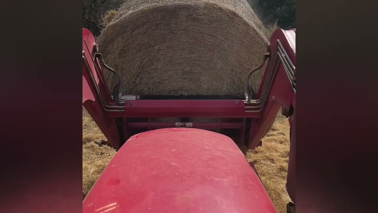 Putting out a bale of hay for the heifers the bail tips almost to it’s side on the hay rack