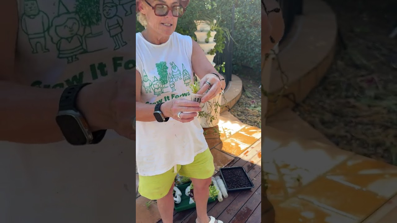 Transplanting your new seedlings into the Airgarden using Clay Balls