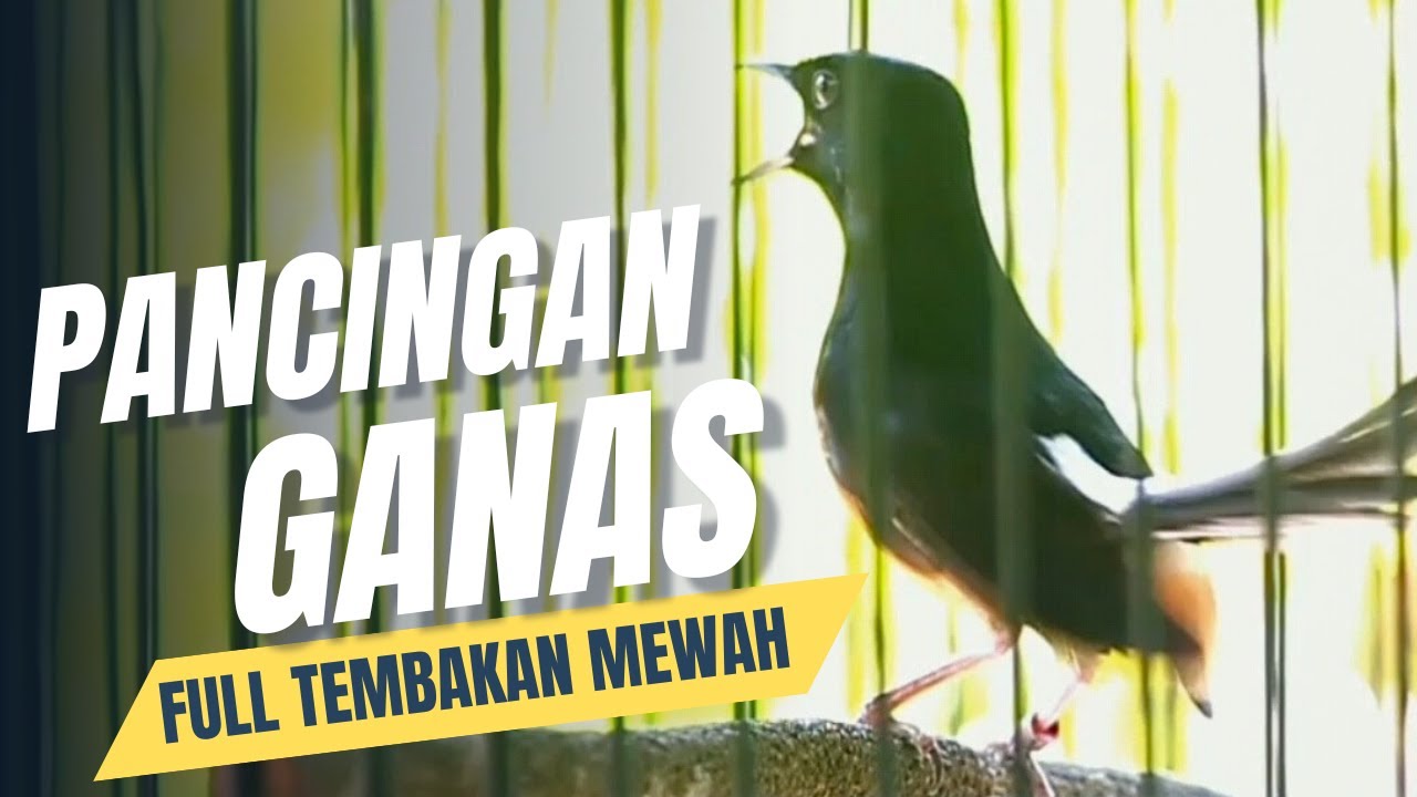 MURAI BATU GACOR FULL ISIAN TEMBAKAN MEWAH SANGAT AMPUH MELATIH MURAI BATU EMOSI BONGKAR ISIAN