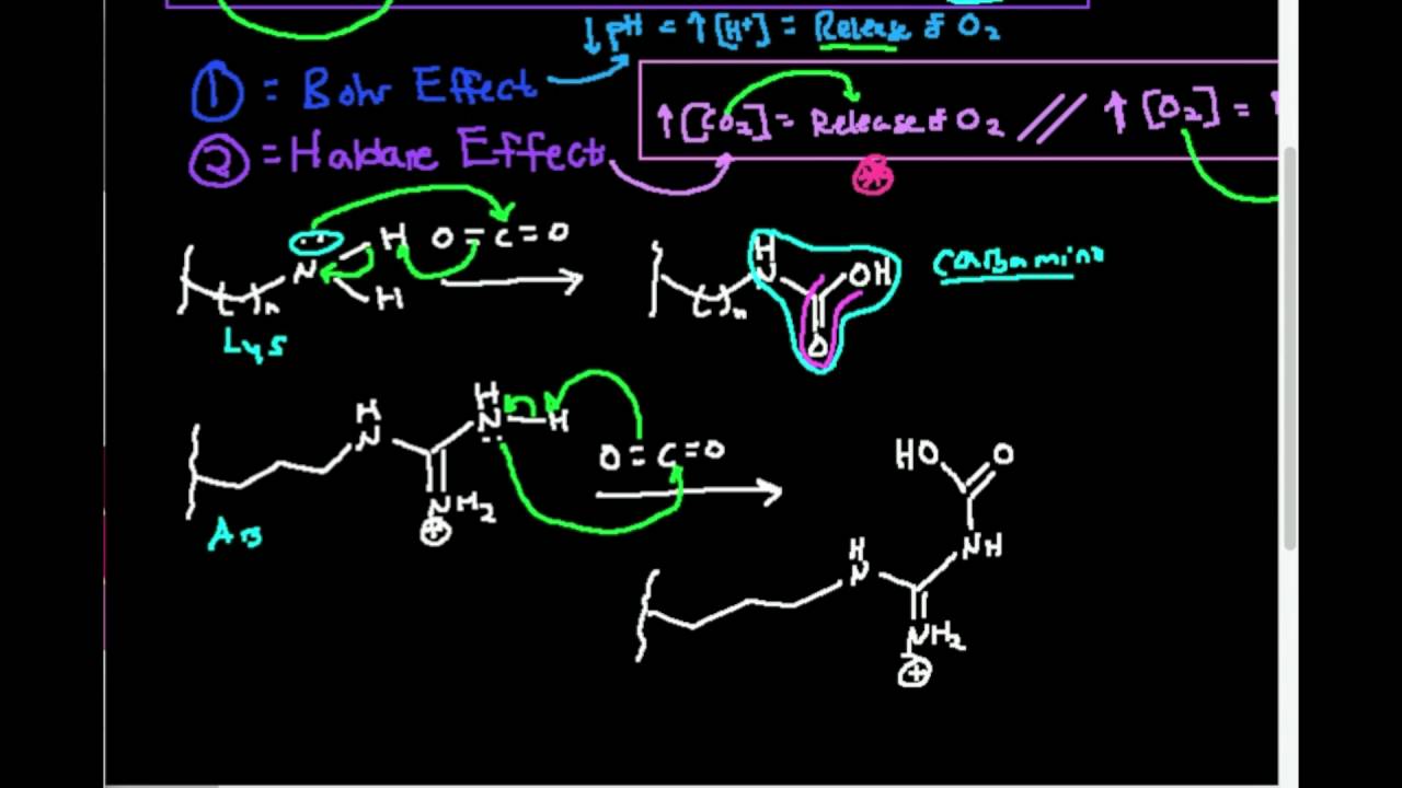 Hemoglobin Function: Haldane Effect