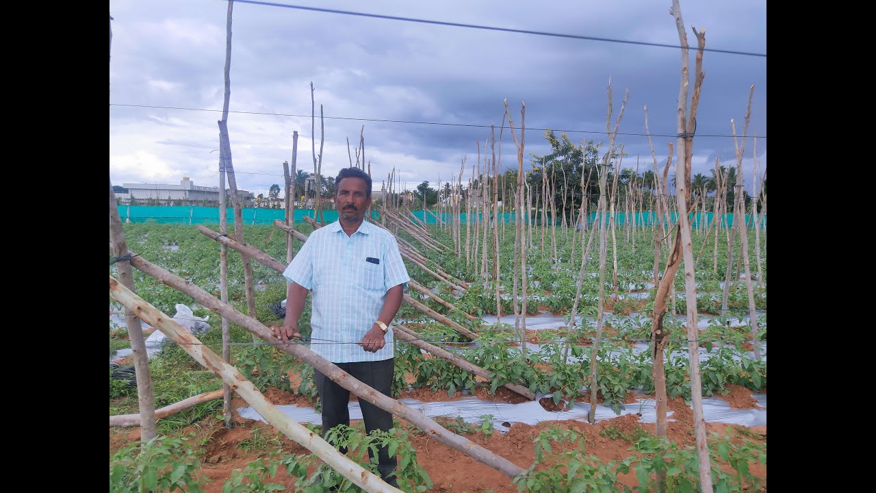 Tomato staking techniques with mulching paper | Tomato farming in India #viralvideo  #tomato