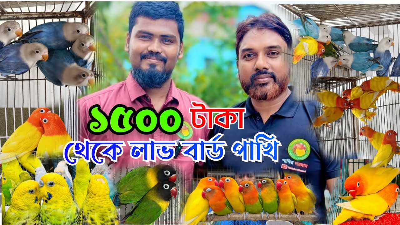 ১৫০০ টাকা থেকে লাভ বার্ড পাখি পলাশ ভাইয়ের লাভ বার্ড পাখির খামার ২০০ টাকা তে বারজিগার পাখি 