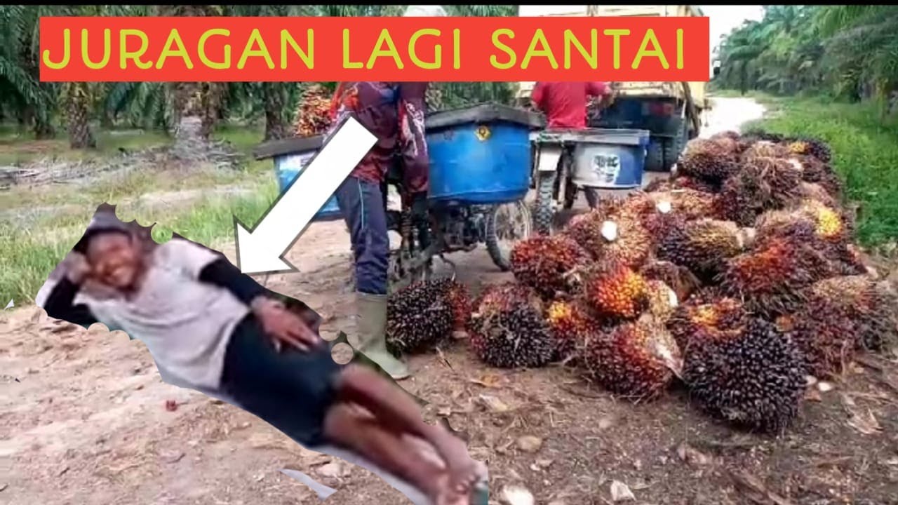 Empat Ton Hasil Panen Sawit Hari Ini