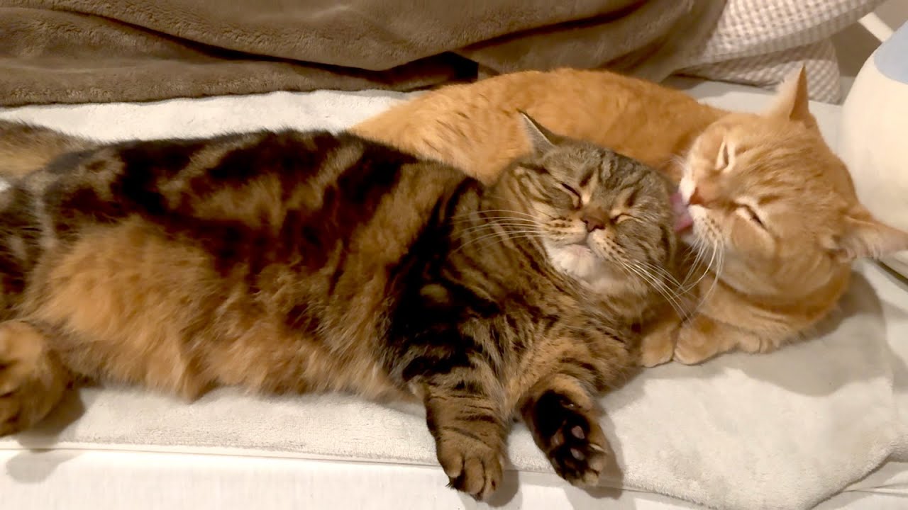 深夜のラブラブ兄弟猫が尊すぎる…！