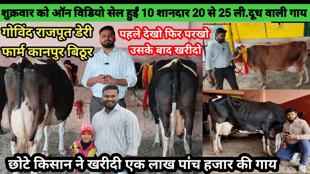 देखिए गोविंद राजपूत डेयरी फार्म पर बेहतरीन गाय बिक्री के लिए उपलब्ध | govind rajput dairy farm #cow 