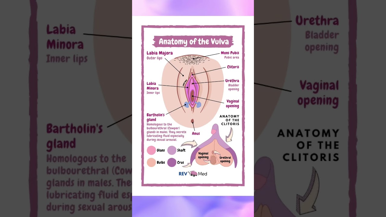 Vulva Anatomy