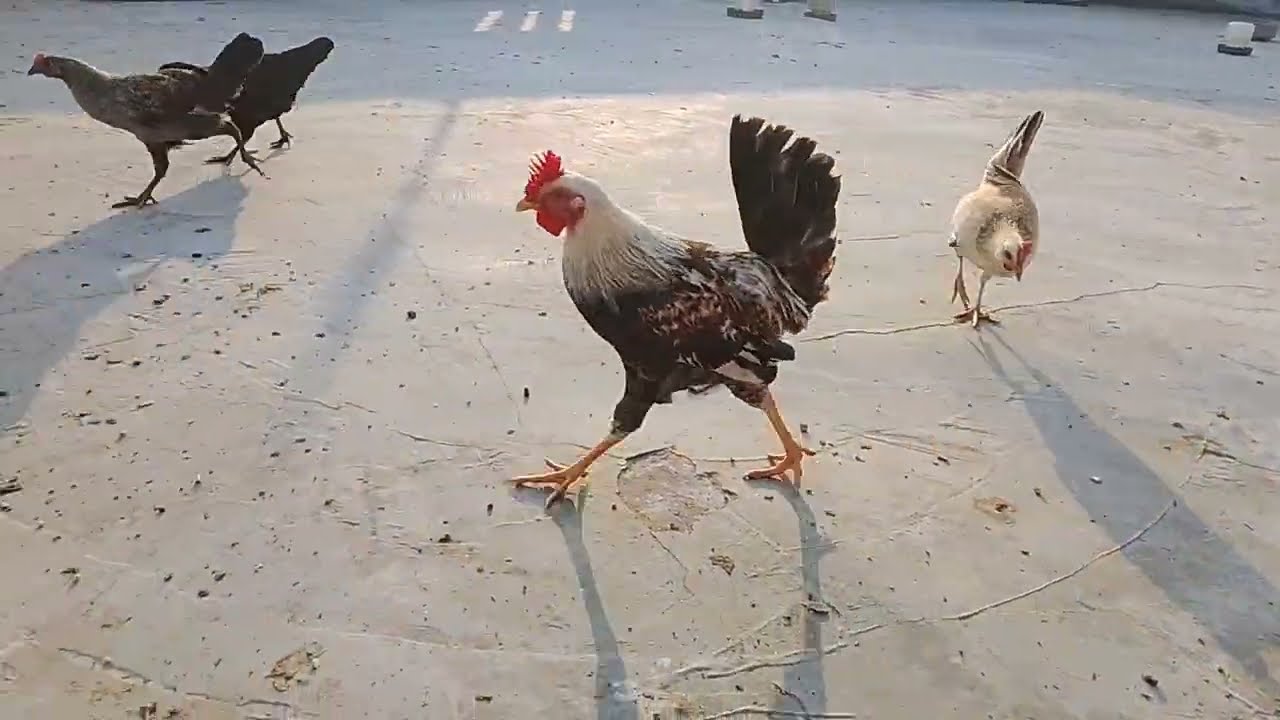 My beautiful chicken eating feed 