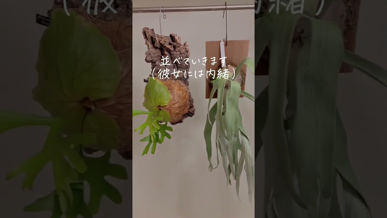 ビカクシダの時短水やり方法！ #インテリアグリーン #観葉植物 #観葉植物のある暮らし #観葉植物の育て方 #観葉植物育て方 #水やり #ビカクシダ #ビーチー