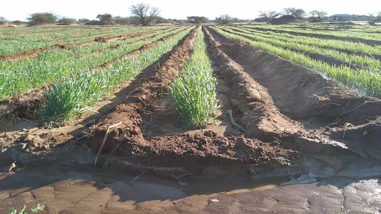 Mombasa Grass oo maraya 19 Casho.